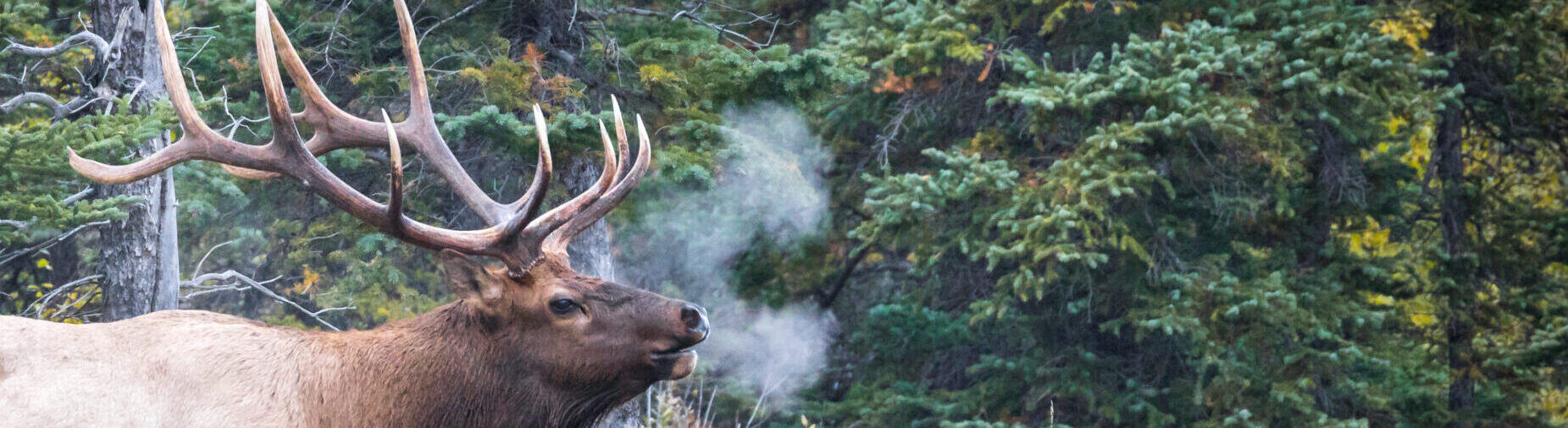 Why Visit Evergreen?