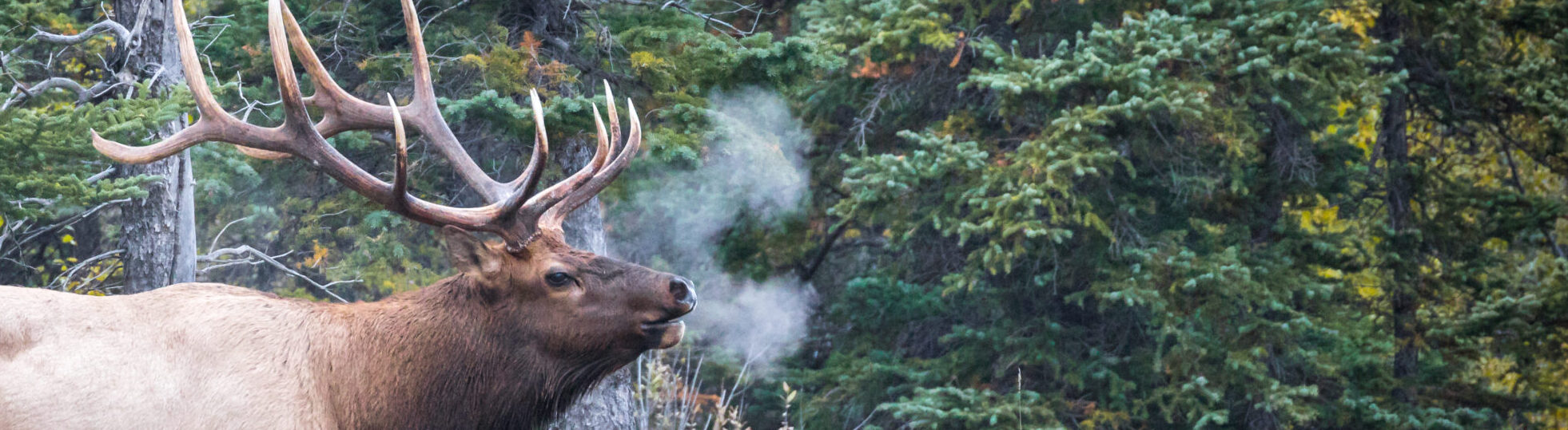 Why Visit Evergreen?