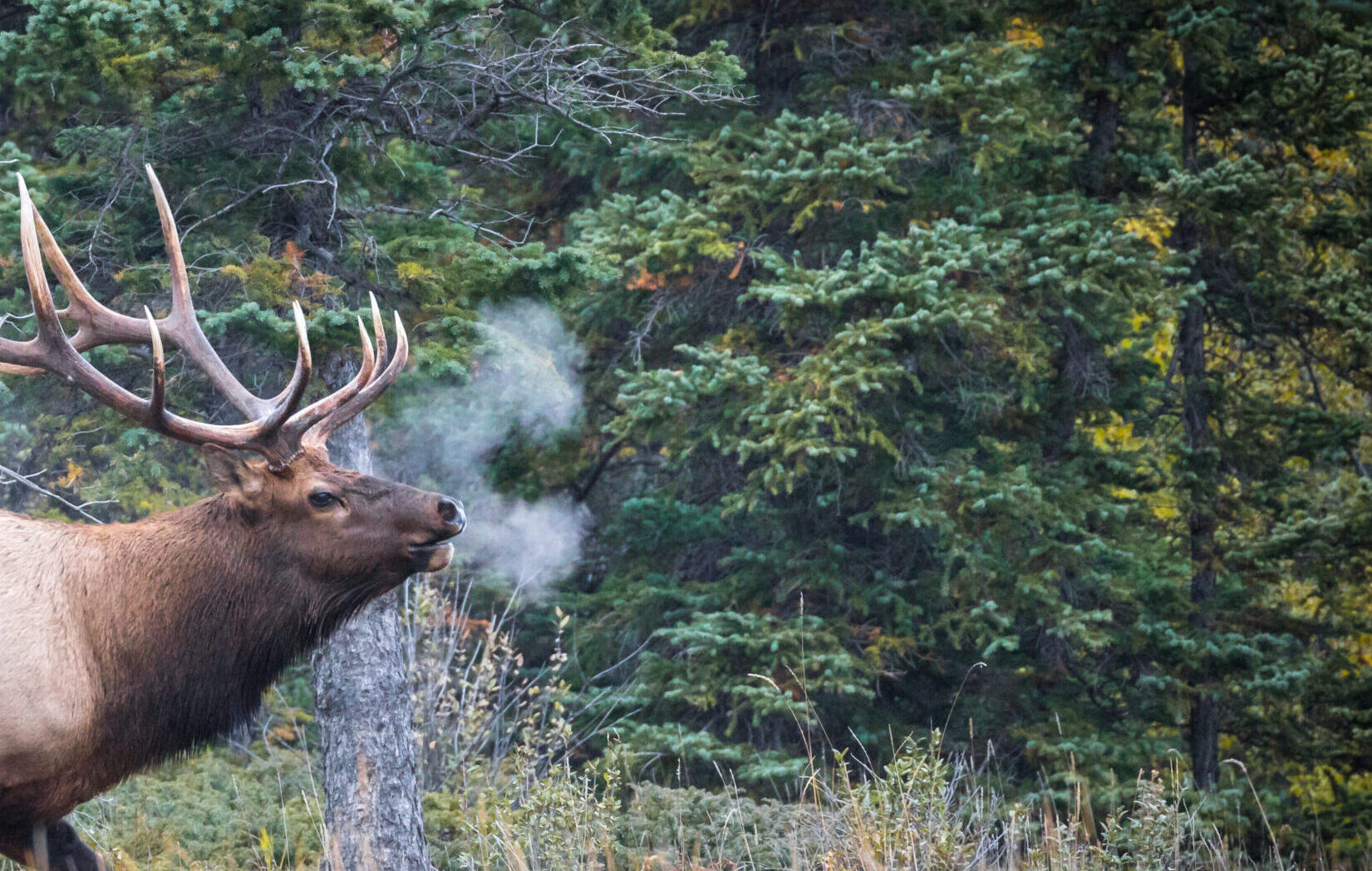 Why Visit Evergreen?