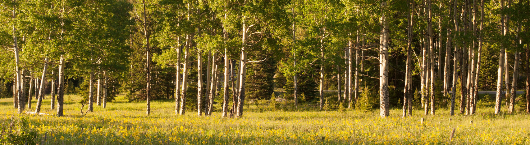What to do in Evergreen?