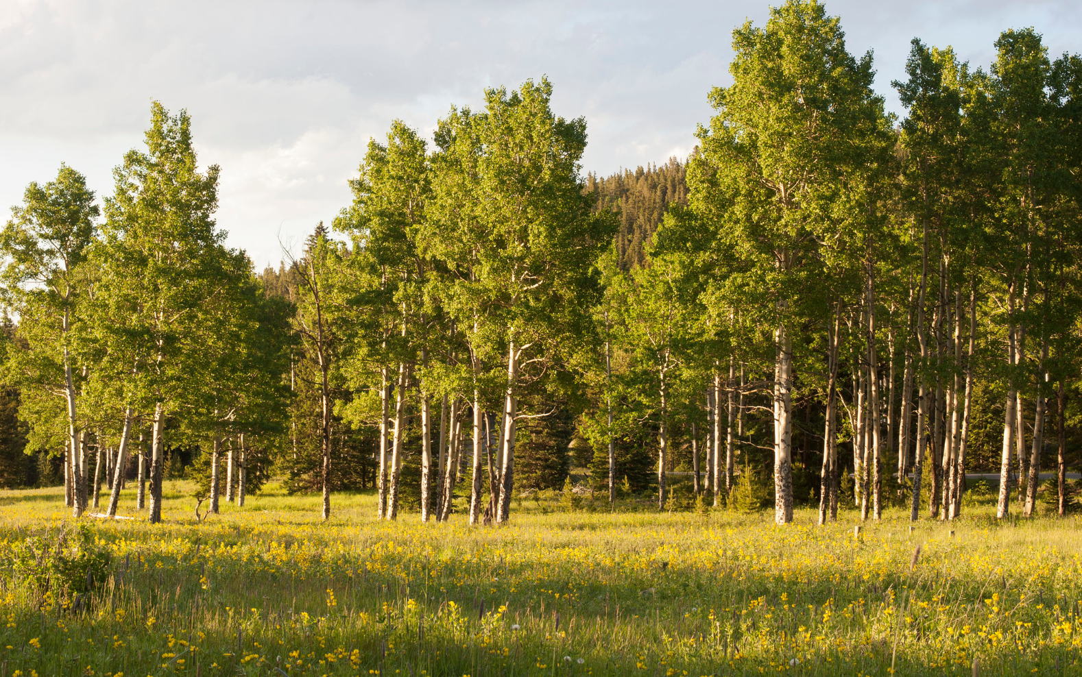 What to do in Evergreen?